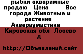 рыбки акваримные продаю › Цена ­ 30 - Все города Животные и растения » Аквариумистика   . Кировская обл.,Лосево д.